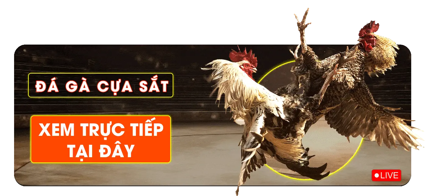 đá gà cựa sắt trực tiếp vz99